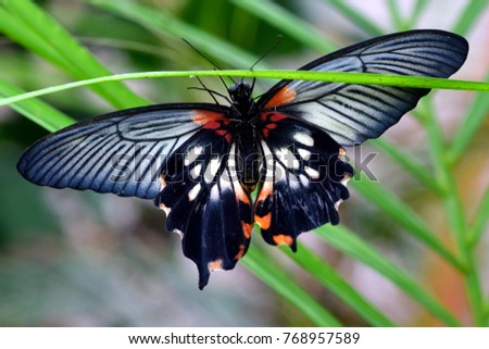 Papilio memnon agenor is a subspecies of asian exotic butterfly. Colored picture from below with green plants in the blurred background.