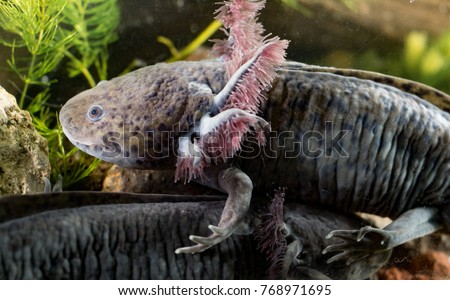 Pair of Axolotl relaxing together in the bottom of Xochimilco lake in Mexico City, endangered neotenic salamanders registered in IUCN red list, flagship species of Mexico