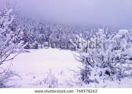 Fantasy winter landscape with snowy trees, fog over forest. Slovakia mountains, Europe. holiday concept