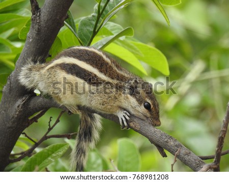 Three-striped palm squirrel, Indian palm squirrel on tree stem