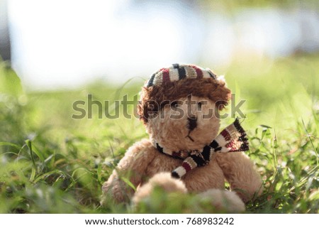 Teddy bear sitting on grass with backdrop blurred