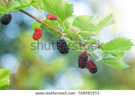 berries of mulberry in foliage ripe on the branches of a tree, closeup