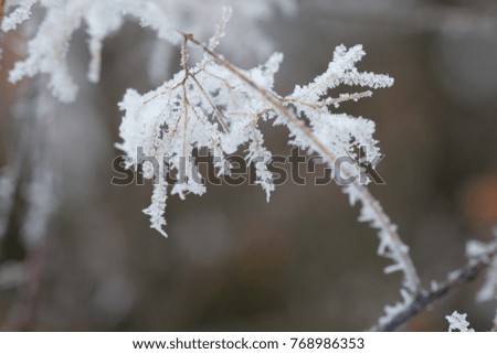 the picture of the beautiful frozen branch