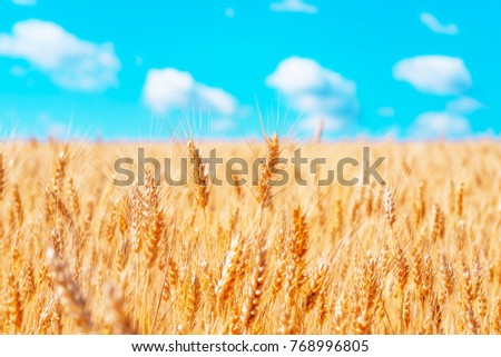 gold ears of wheat against the blue sky and clouds soft focus, closeup, agriculture background