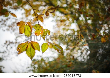 Under the trees in autumn