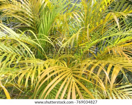 The Yellow Palm Leaves in The Garden