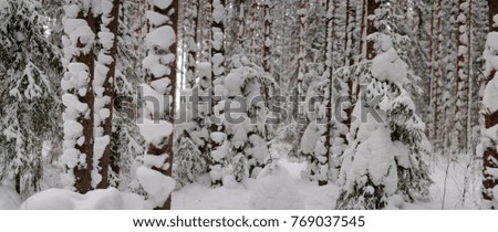 winter forest , snow, frost, snow tale