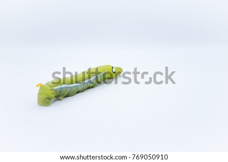 The isolated of Green worm, A big Caterpillar on the white background.