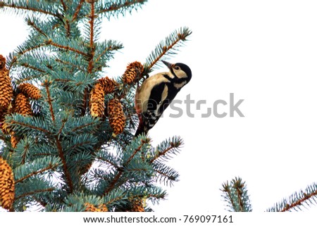 New Year's plot of woodpecker on Christmas trees