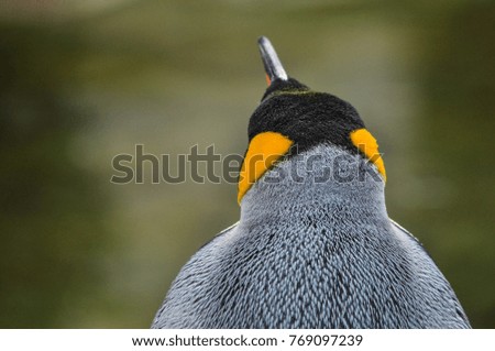 Portrait of a King penguin