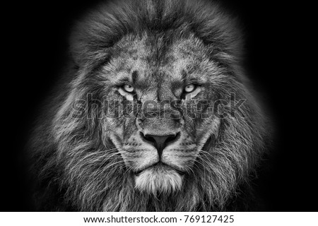 lion portrait black and white with black background Royalty-Free Stock Photo #769127425
