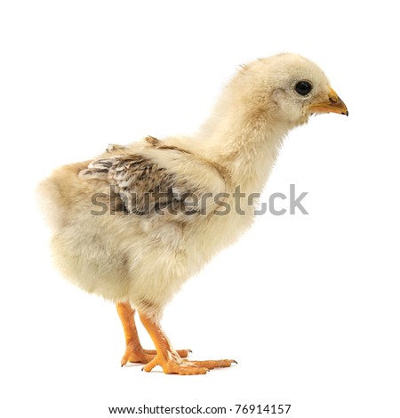 chicken isolated on white background