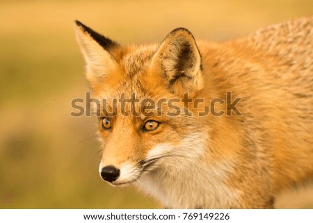 Red Fox in A Nature Background 