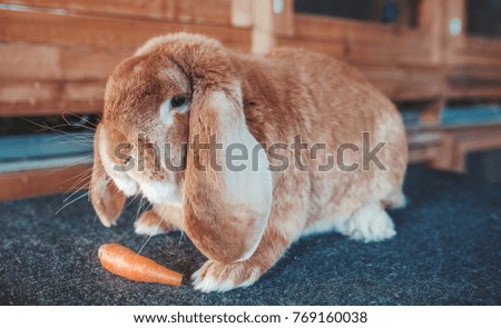 Cute bunny. Pets and animals concept