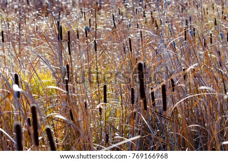 Cattails in a Wetland Area