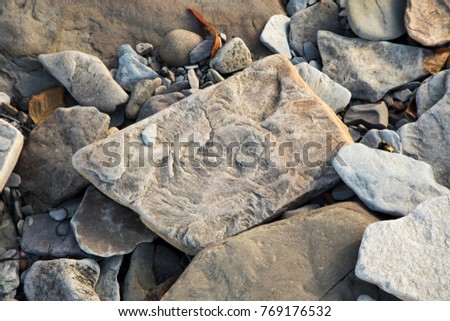 Fossilized stone at World Heritage SIte Joggins Fossil Cliffs, Nova Scotia, Canada. Royalty-Free Stock Photo #769176532