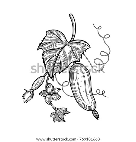Cucumbers, leaf and flower. Isolated on the white background. Illustration for poster, label, menu, web.