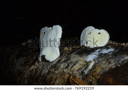 Crying tinder fungus on birch, October, Russia