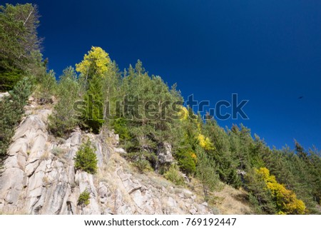 Beautiful Mountain View of green pine trees in fresh and sunny clear day, high in Rhodopi mountain, Bulgaria, Europe.