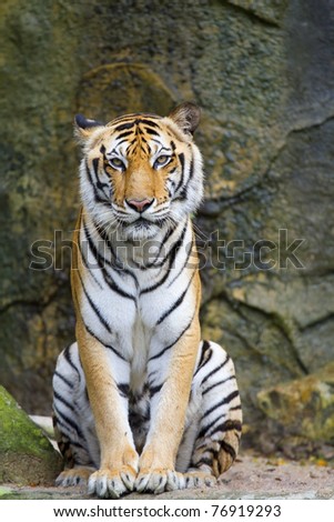Tiger animal.