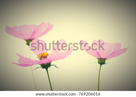 cosmos flowers in the garden, meaning about love