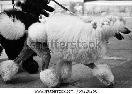 Photo of two elegant standard poodles breed dogs pets white and black coat colors continental clip walked on lead along flag-stone pavement on grey urban landscape background, horizontal picture