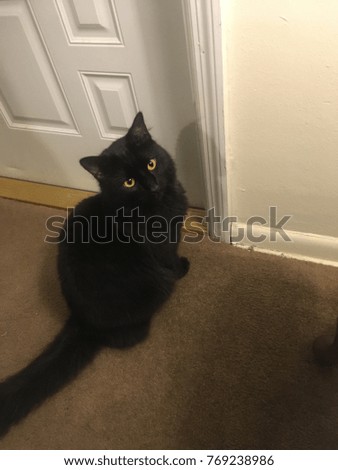 A beautiful black cat at home 