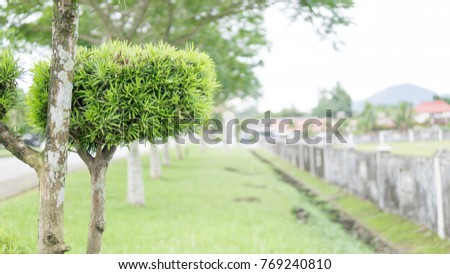 yew podocarpus with blurry fence