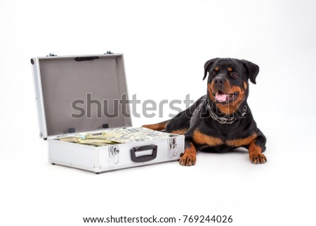 Suitcase full of money and large dog. Open diplomat with paper money and rottweiler dog isolated on white background, studio shot. Defender of your savings.