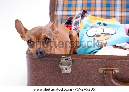 Close up of chihuahua in travel suitcase. Russian toy chihuahua sitting in travel bag with clothes. Departure and travel concept.