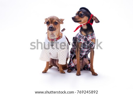 Chihuahua and terrier russian toys. Two toy dogs in cute clothes sitting isolated on white bakground, studio portrait. Chihuahua and russian toy terrier.
