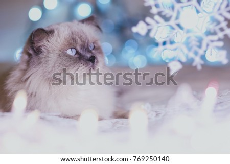 Christmas, New Year holiday calendar cat, cozy blue and white picture. Himalayan Persian color point cat. Can use for background or wallpaper, Christmas critters. Blue point cat look at snowflakes. Royalty-Free Stock Photo #769250140