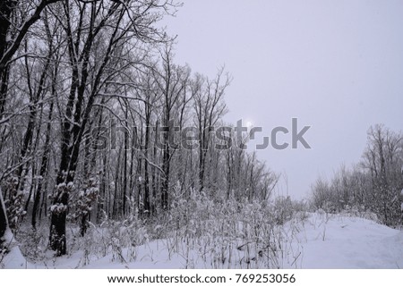 Snowy winter landscape in city Park