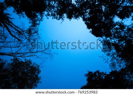 night sky of tropical forest, Thailand
