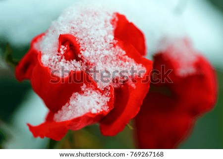 White snow-covered red roses
