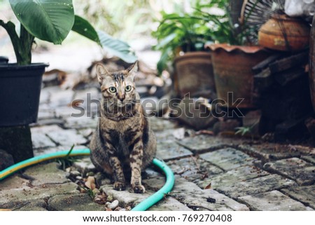 Young Thai tabby cat in the garden