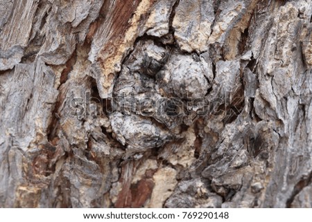 Brown bark of a texture tree
