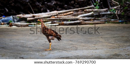 Chicken have only one leg