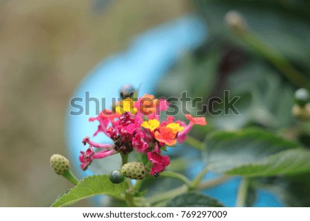 Colorful lantana flower plant in a turquoise blue ceramic pot.