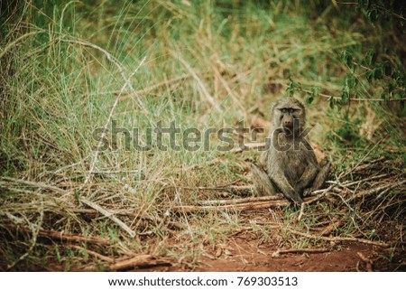 Baboon sitting in the grass. 