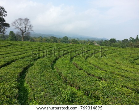A view of tea garden plantation