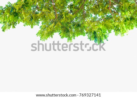 Green leaves in the bright sky
