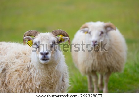 Picture of sheep on the grass , Iceland