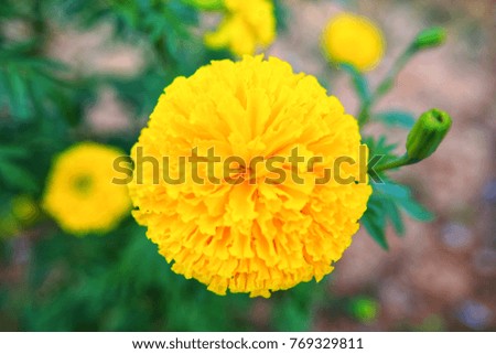 Yellow marigold In the middle of the picture with leaves behind.