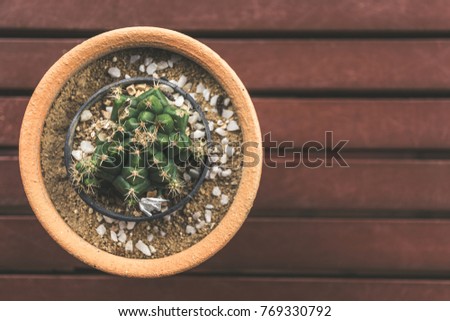Top view of Cactus plants in flower pot on vintage Wooden table background.