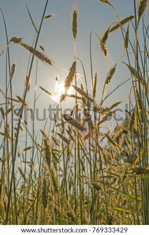 Golden wheat field at sunset against the sun with solar panel