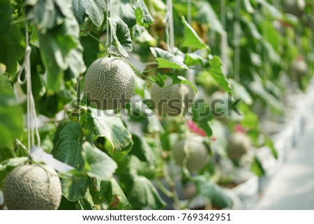 Japan Melon Farm Stock Photos And Images Avopix Com Japan Melon Farm Stock Photos And Images Avopix Com