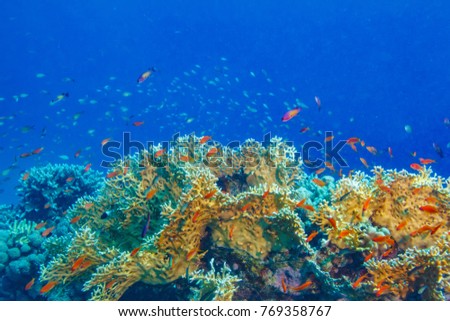 Colorful coral reef with blue aquatic copyspace
