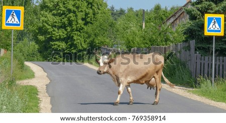 The cow crosses the road under the road sign.