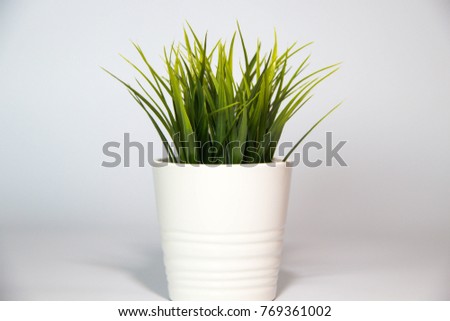 Green grass in a pot isolated on a white background
